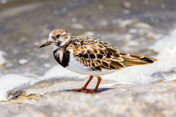 It's Little bird, Walvis Bay, Namibia