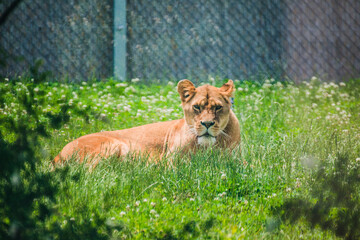 The lion lies on the grass