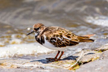 It's Little bird, Walvis Bay, Namibia