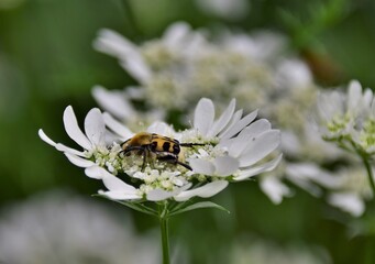bee on a flower