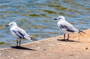 It's Albatross of the Walvis Bay, Namibia