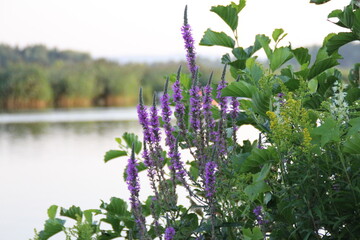 fioletowe kwiaty trawki rzeka roslinki natura  © AMTM