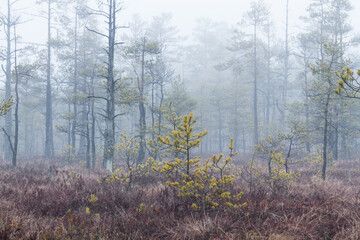 Fototapeta na wymiar Foggy autumn morning in a Cenas moor with reflections in a swamp lake