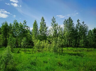 beautiful blue sky with clouds over a meadow with green grass and trees in a sunny landscape