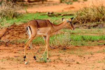 It's Couple of antelopes walk over savanna