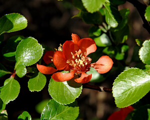 roslina o pomaranczowych kwiatach krzew pigwowiec okazaly nasadzany w parkach i skwerach miasta bialystok na podlasiu w polsce