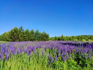 beautiful meadow with blooming purple lupins on a background of green trees and blue sky on a sunny day