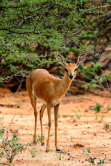 It's Antelope portrait