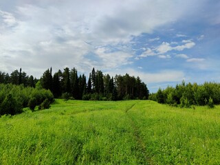 path to the forest through a clearing with green grass against a blue cloudy sky