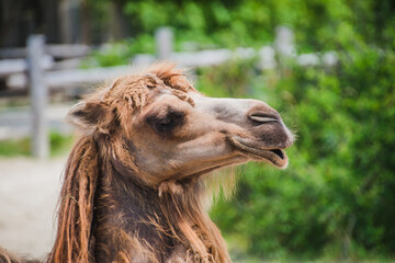 Camel head closeup portrait near the bushes