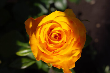 one yellow rose in the garden