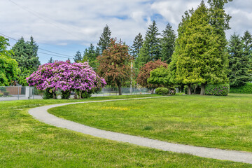 City Park Purple Flowers