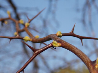 branch of a tree with buds