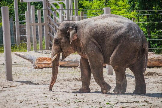 Asian elephant is walking in the cage