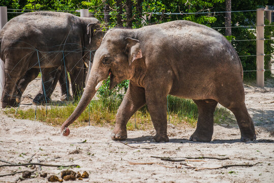 Asian elephants are walking in the cage
