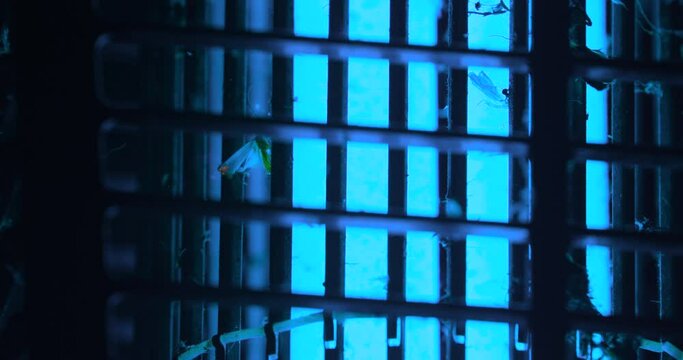 Flying Insect Being Electrocuted In A Bug Zapper