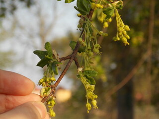 branch of a tree