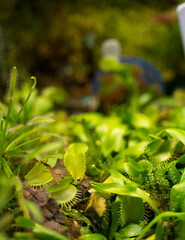 Beautiful venus flytrap plants in ground with grass close up