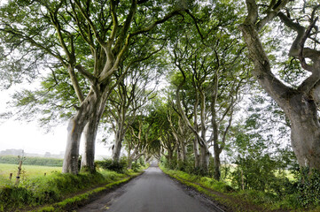 Fototapeta na wymiar Magnifique allée d'arbre située en irlande du nord et devenue célèbre grâce à la série 