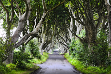 Magnifique allée d'arbre située en irlande du nord et devenue célèbre grâce à la série 