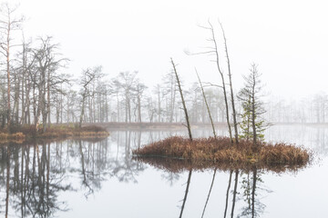 Foggy autumn morning cenas moor with reflections in a swamp lake