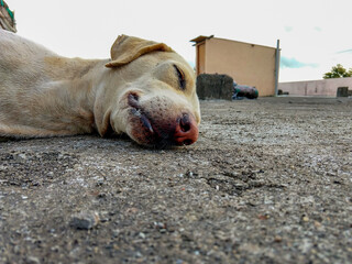 An Indian female street dog sleeping on the roof of a building