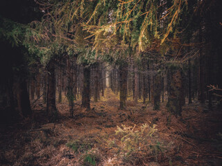 Fernworthy forest, West Devon, England