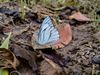 white butterfly on fallen dead leaf