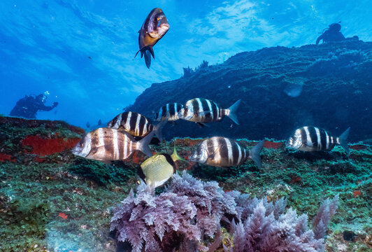 Sargos en el baj&oacute;n de la isla del Hierro