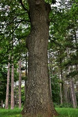 trees in the forest