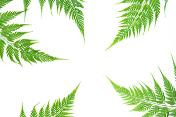 Creative green nature layout made of tropical fern leaf, foliage on white background. Flat lay, top view summer concept.