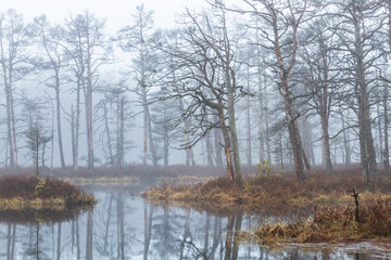Naklejka na ściany i meble Foggy autumn morning cenas moor with reflections in a swamp lake