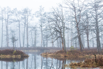 Foggy autumn morning cenas moor with reflections in a swamp lake