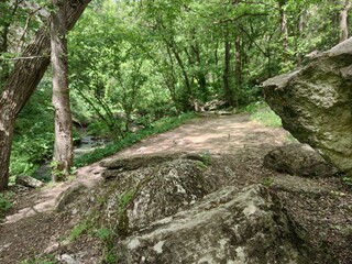 Forest path among large gray stones and trees. Green moss and plants .. Sugar-Moldova.