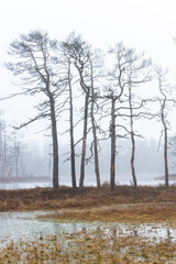 Foggy autumn morning cenas moor with reflections in a swamp lake