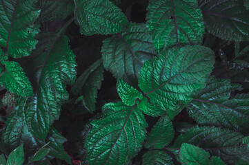 Close up weed leaves in rainforest garden. Texture details of tropical green foliage. Macro abstract beautiful dark tone natural background.