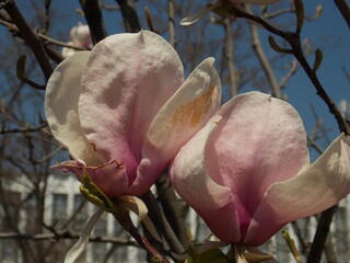 magnolia tree blossom