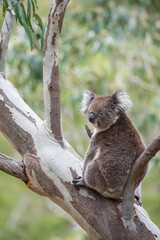 A koala looks around having just woken up from a nap at Morialta Conservation Park in Adelaide, South Australia.