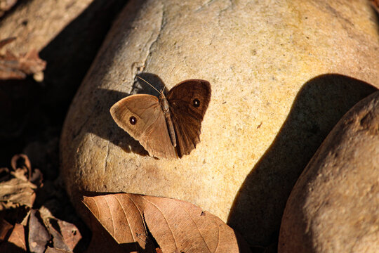 brown butterfly sitting on stone