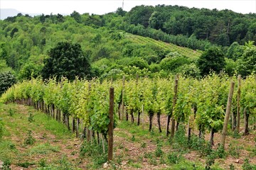 Fototapeta na wymiar vineyard in tuscany italy
