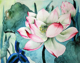 Lotus flower and seed pod. Watercolor illustration on white background
