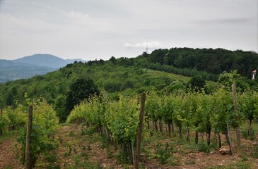 Fototapeta na wymiar vineyard in tuscany italy