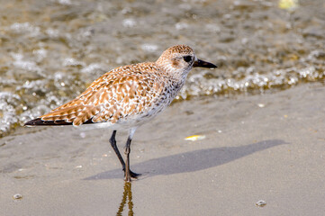 Walvis bay, Namibia