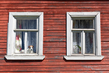Dog Jack Russell Terrier sits on the window of an old house with peeling red paint and looks out onto the street.Stay at home,self-isolation,quarantine.The pet dog wants to walk, waiting for the owner