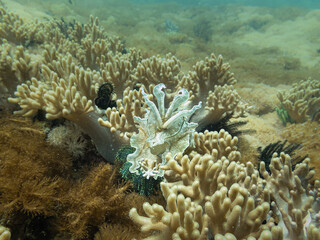 Fototapeta na wymiar A cuttlefish at a coral reef in Malapascua, Philippines