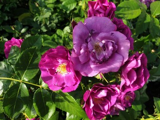 pink roses in garden