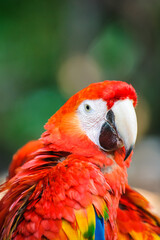 It's Ara, a Neotropical genus of macaws with eight extant species and at least two extinct species.