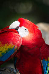 It's Beautiful ara parrot in Mexican tropical forest