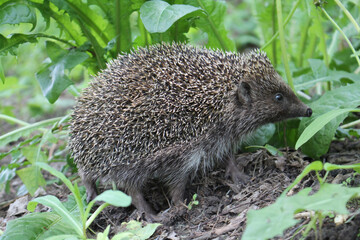 Southern white-breasted hedgehog (Erinaceus concolor). Belarus, June