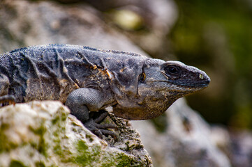 It's Mexican iguana